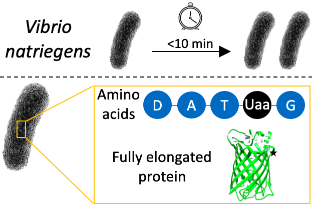 Eden Ozer, Lital Alfonta, Genetic Code Expansion of Vibrio Natriegens, Front. Bioeng. Biotechnol. 2021, 9, 95.