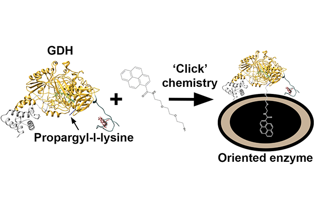 Itay Algov, Aviv Feiretag, Lital Alfonta, Site-specifically wired and oriented glucose dehydrogenase fused to a minimal cytochrome with high glucose sensing sensitivity, Biosens. Bioelectron. 2021, accepted.