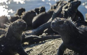 Our collaborative research on marine iguanas in the Galapagos