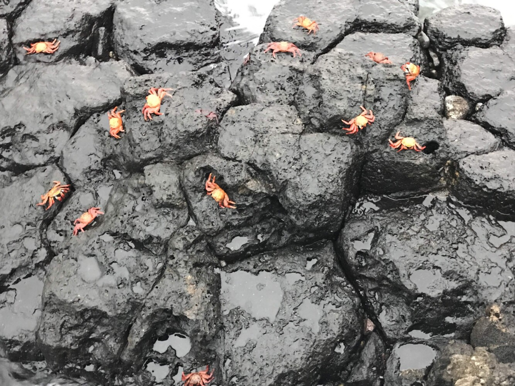 Figure 1. The Galápagos orange crab, commonly known as the Sally Lightfoot crab (Grapsus grapsus), photographed from the boat during embarkation.