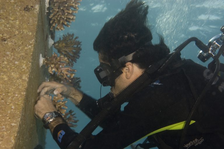 Coral planting