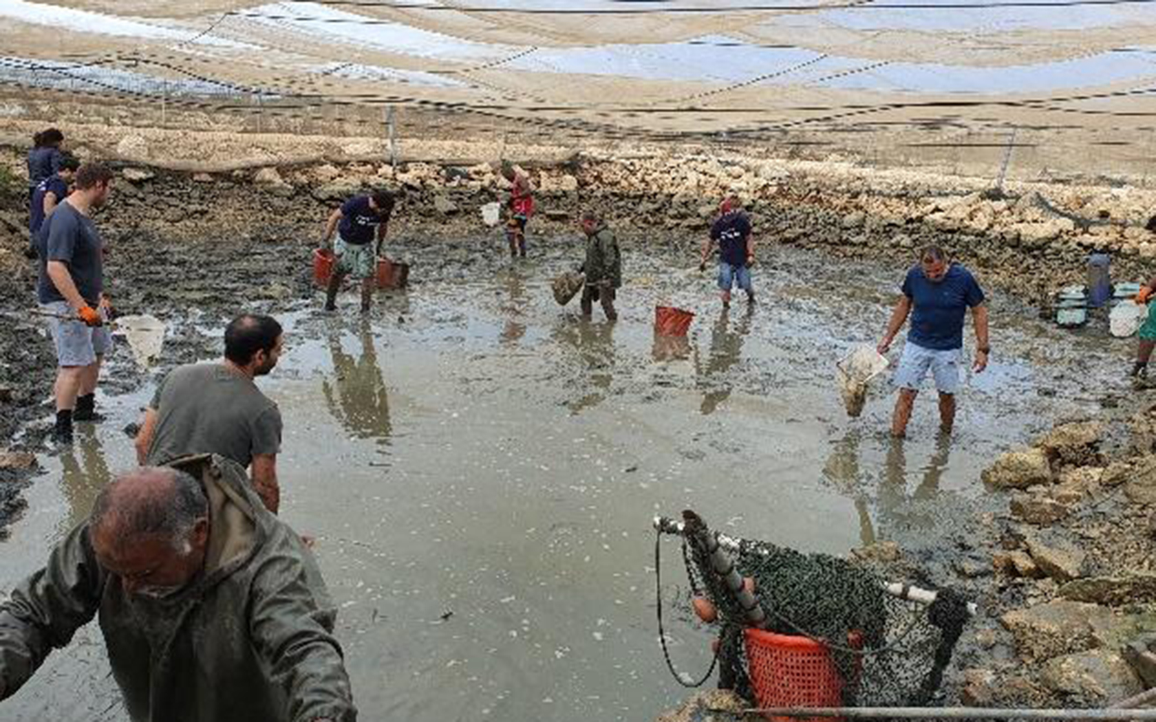 Collecting prawns at Dor Aquaculture Research Station