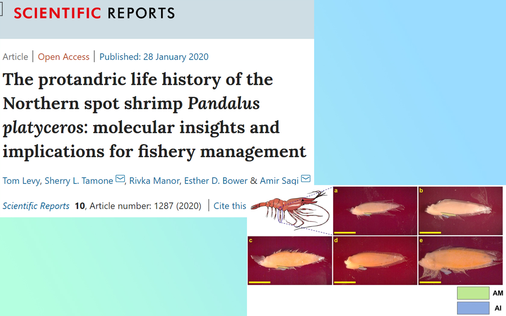 Congratulations to Tom on the first publication of our project in Alaska on the protandric shrimp, Pandalus platyceros